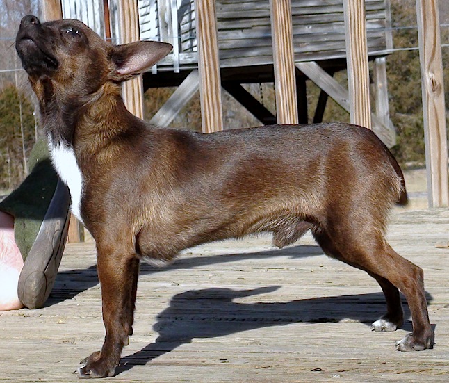 Chihuahua Stud Happy Trail's Chocolate Chip