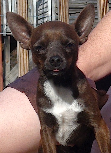 Chihuahua Stud Happy Trail's Chocolate Chip